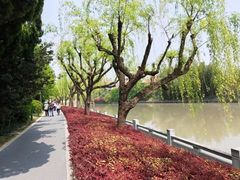 -嘉定紫藤园
