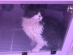 -喵百万·布偶·蓝金金渐层英短·猫舍(百子湾店)