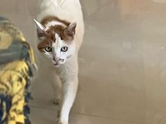 -平行世界·猫咖(首经贸店)