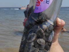-天津东疆湾沙滩景区