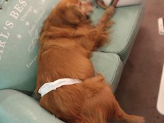 -百好乐宠物友好餐厅(朝外大街店)