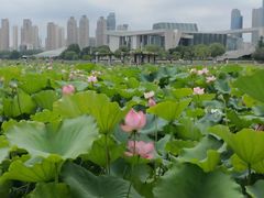 -洪湖湿地生态园