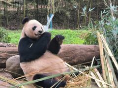 -都江堰中华大熊猫苑