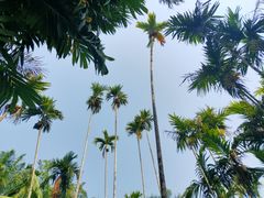 -中国科学院西双版纳热带植物园