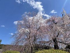-石家庄市植物园