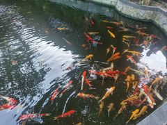 -河内西湖莲花自助餐厅