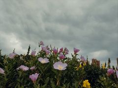 -映月湖中央公园
