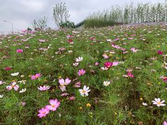 -枫香湖儿童公园
