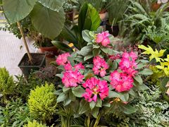 -双季花艺园艺市场(浦东店)