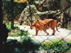 -海南热带野生动植物园