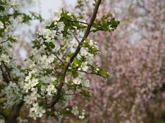 -蜀冈西峰生态公园