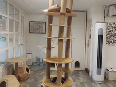 -楼上猫咖(罗湖店)