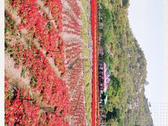 -丹樱生态园