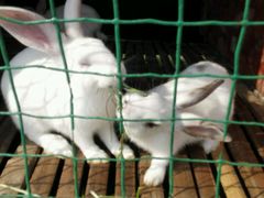 -明珠湖天鹅苑·农家菜馆