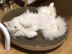 -纳吉亚猫专科动物医院博雅分院