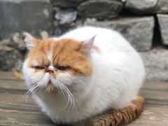 -喵屿·大理花园猫咖