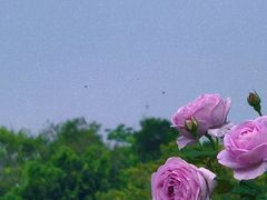 -牛岗山公园