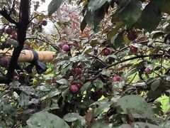 -呼吸森林·生态农庄农家乐私房菜