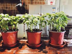 -CafeDuVillage乡村咖啡馆(美邻苑店)