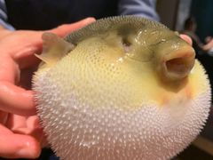 -肆月河豚·淮扬菜·湘菜(华天店)