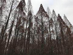 -水杉园