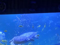 -左海海底世界