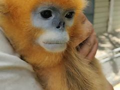 -西霞口神雕山野生动物世界