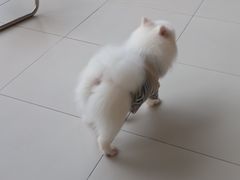 -怪兽屋·羊驼·猫咖·狗咖(俊华广场店)