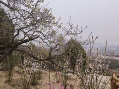 -白水寺森林公园