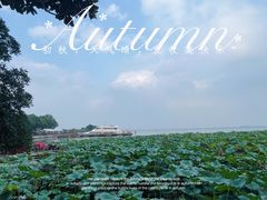 -莲花岛景区