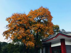 -北京鹫峰国家森林公园