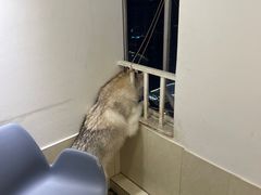 -Let's go狗咖·猫咖·奶狗·桌游(春熙路IFS店)