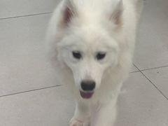 -安格丽娜·狗咖·猫咖羊驼咖(春熙路百盛商场店)