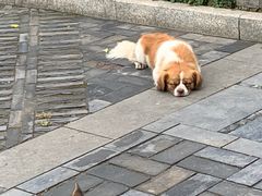 -王万妈卤猪脚(青岩交通路)