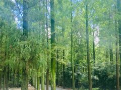 -东平国家森林公园