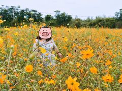 -北京东方普罗旺斯薰衣草庄园