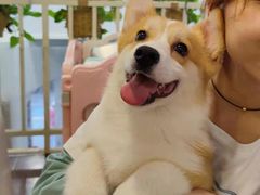 -柯斗斗主题餐厅·狗咖·围炉煮茶·茶饮(国瑞升平里店)