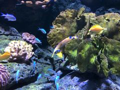 -暹罗海洋世界