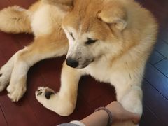 -喜柴咖啡·柴犬狗咖