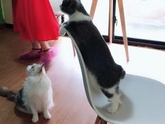 -李小姐の猫咖啡馆(五角场店)