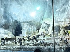 -帝企鹅自助餐厅•儿童岛•真企鹅(长隆企鹅酒店)