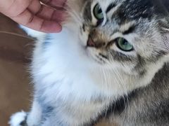 -共舞时光猫咖·狗咖(新街口店)
