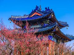 -梅花山(明孝陵内)