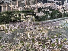 -名古屋城