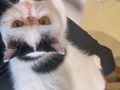 -藏猫猫咖啡主题馆(中央大道店)