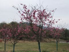 -天适樱花悠乐园