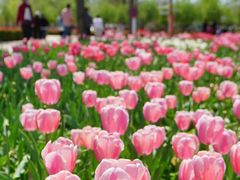 -北京国际鲜花港