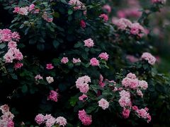 -国家植物园