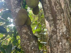 -中国科学院西双版纳热带植物园