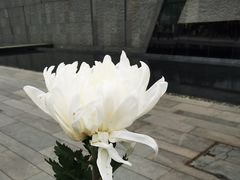 -侵华日军南京大屠杀遇难同胞纪念馆-停车场